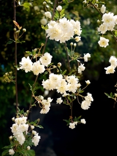 薔薇が咲いた#5