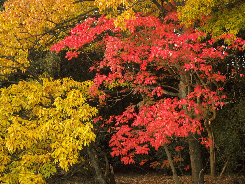 紅葉黄葉