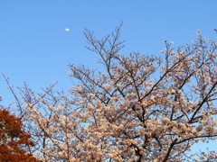 月と桜