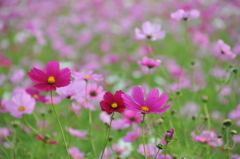 コスモス2