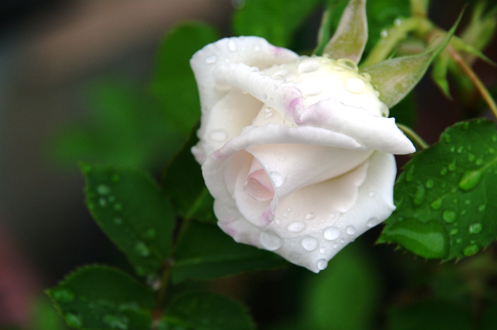 雨に濡れる薔薇