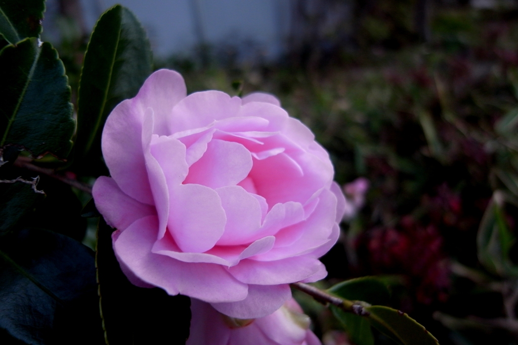flower#2