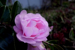 flower#2