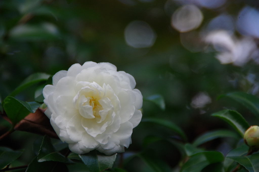 山茶花