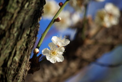 春待つ光のなかで～白梅～Ⅰ