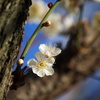 春待つ光のなかで～白梅～Ⅰ