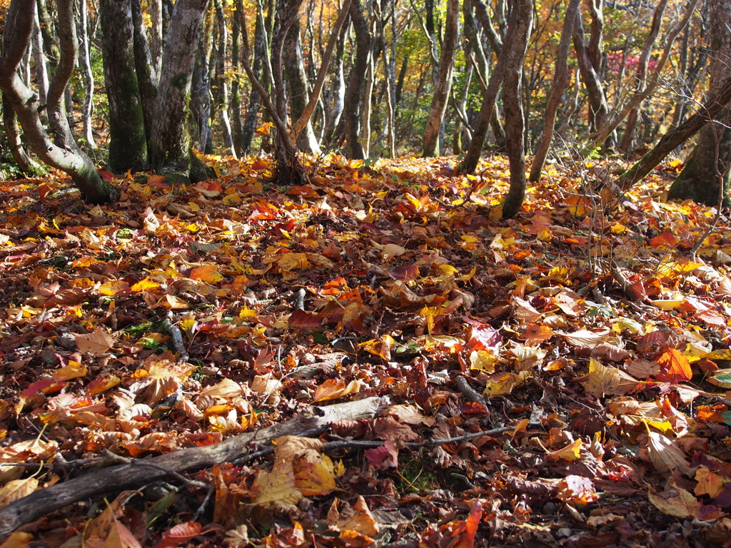 落ち葉の山道