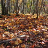 落ち葉の山道
