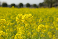 四年前の春光景