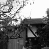 古家の柿の木