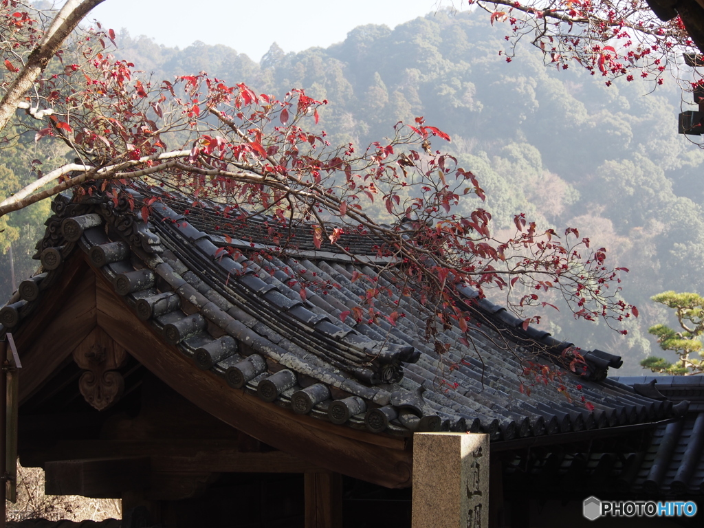 長谷寺冬枯れ