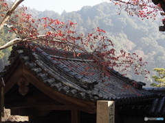 長谷寺冬枯れ