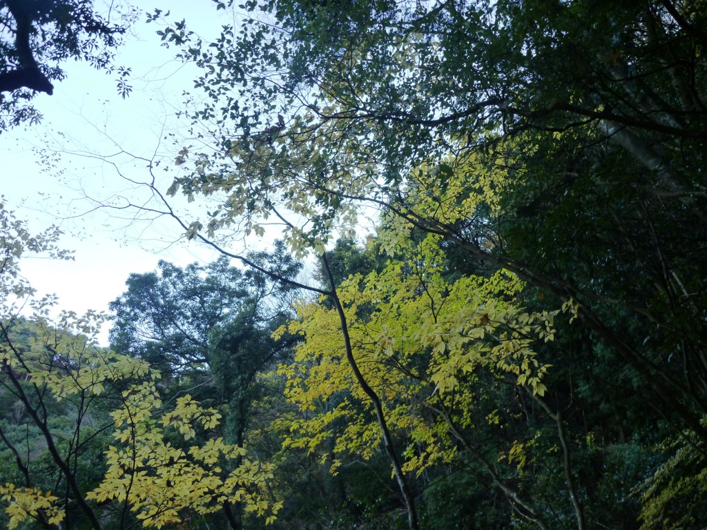里山の晩秋