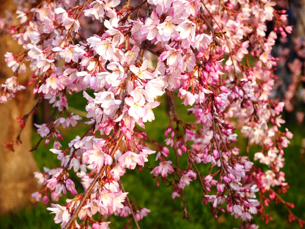 枝垂れ桜2