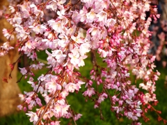 枝垂れ桜2