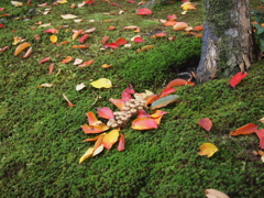 苔と紅葉