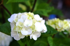 紫陽花いろとりどり3