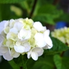 紫陽花いろとりどり3