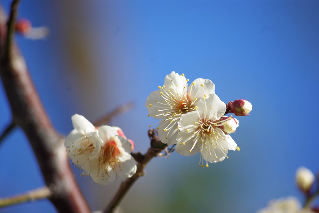 春待つ光のなかで～白梅～Ⅲ
