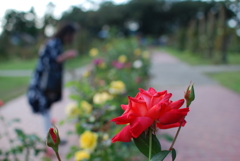 薔薇園にて 薔薇園にて