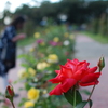 薔薇園にて
