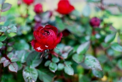 ミニ薔薇