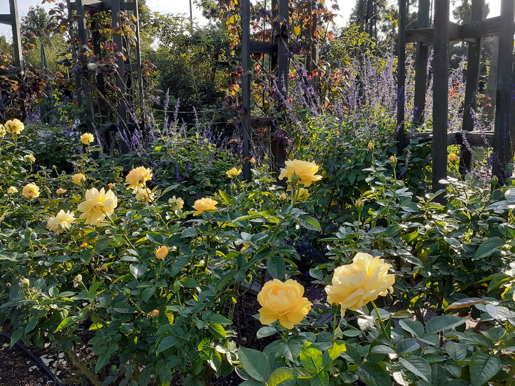 浜寺公バラ薇園