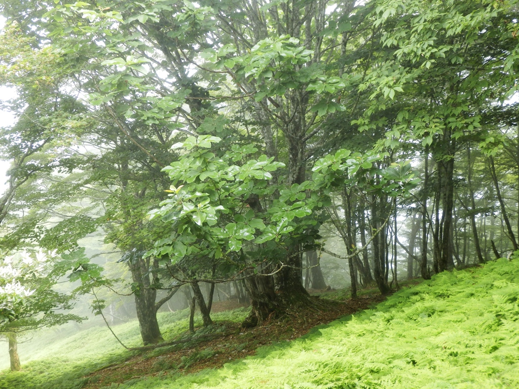 雨に濡れる大峰の森