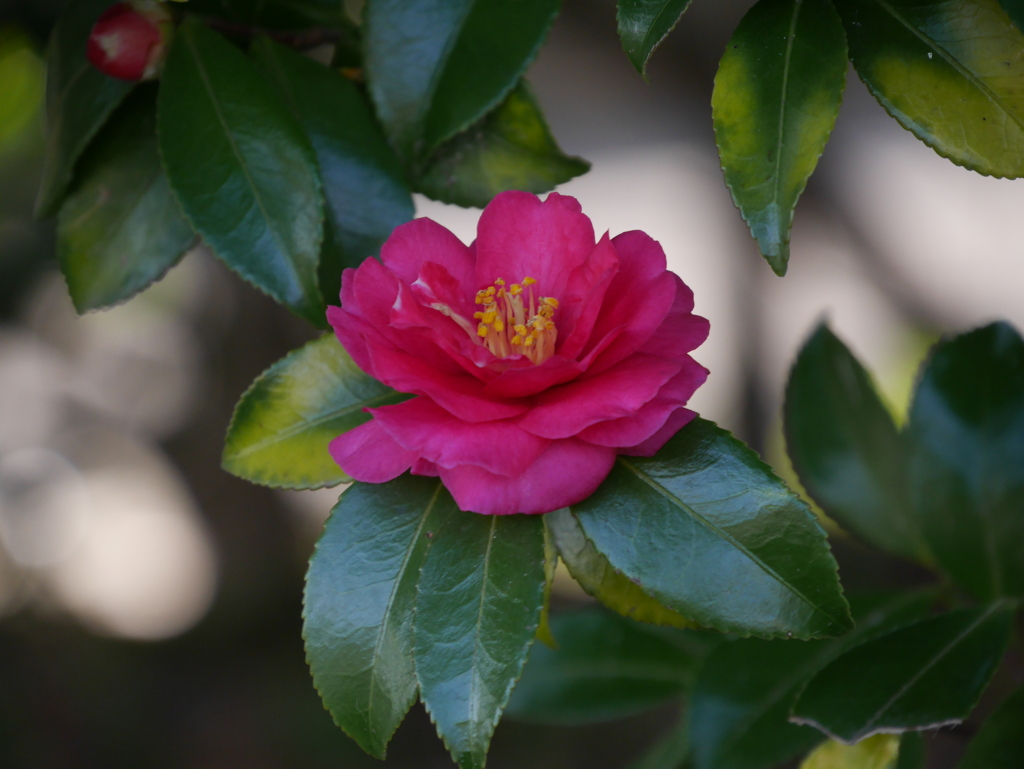 山茶花