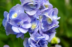 紫陽花～色とりどり　青紫～