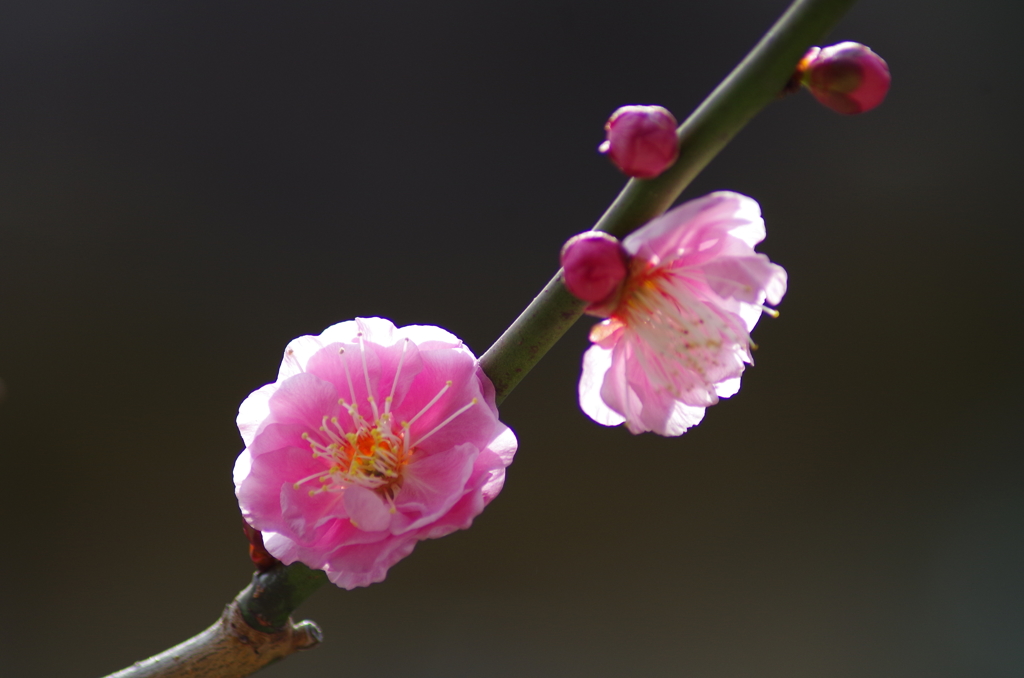 紅梅1