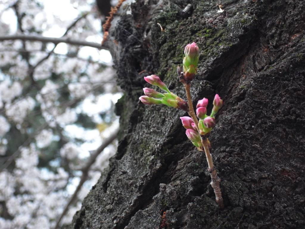 桜蕾