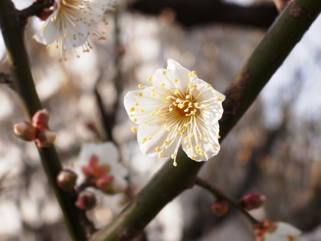 梅開花