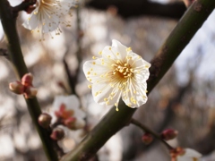 梅開花