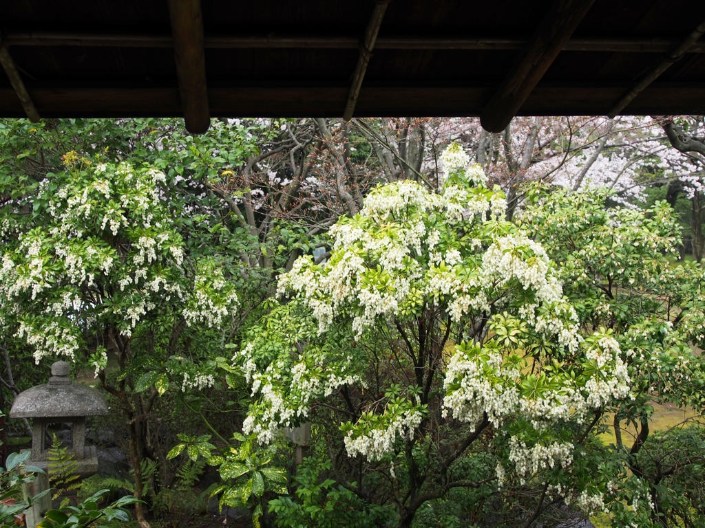 露地のアセビ