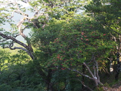 深山に咲く