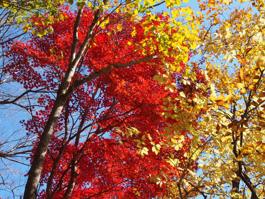 紅葉・黄葉～比良にて