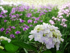 紫陽花と花しょうぶ