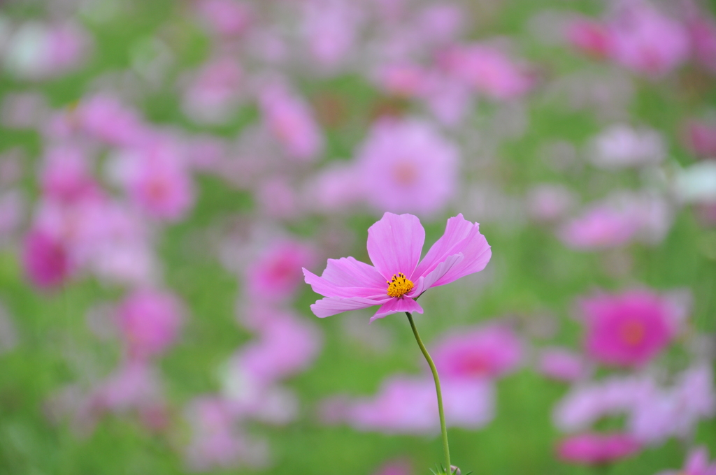 コスモス3