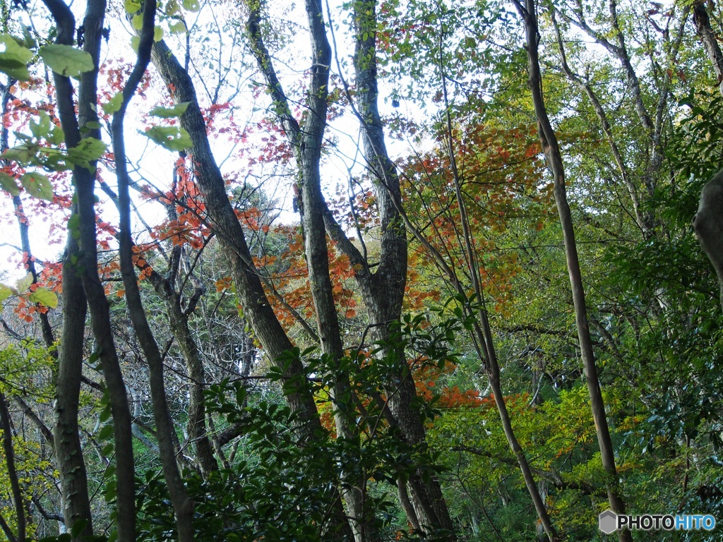 里山の秋1