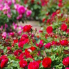 薔薇苑