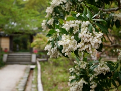 馬酔木　浄瑠璃寺にて