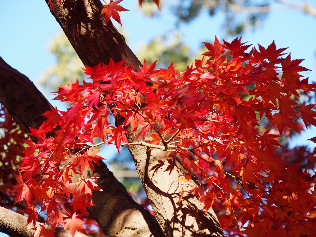 紅葉見納め