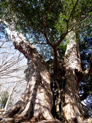 巨杉