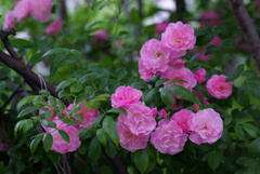 GardenRose2