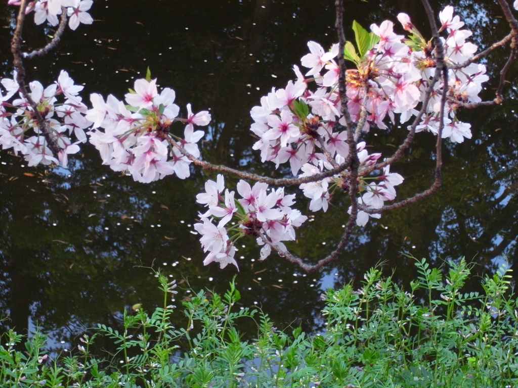 散り桜