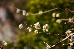 蝋梅～長谷寺にて