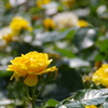 薔薇いろいろ3