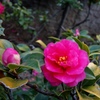 山茶花～RX100習作～
