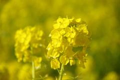 菜の花春色